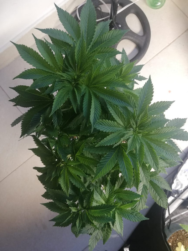 WhatsApp Image 2020-06-30 at 10.39.31 AM