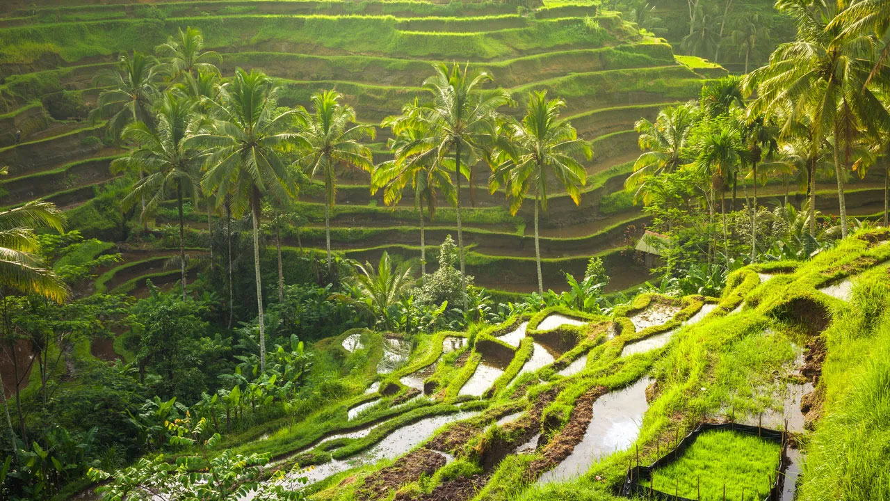 Tegallalang Rice Terrace: Ikon Bali Dengan Lanskap Sawah Memukau