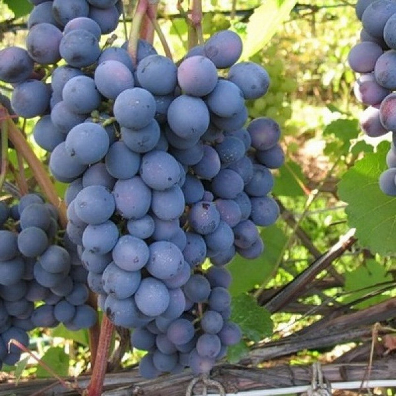 Крепкий и здоровый урожай лучшие сорта винограда с повышенной устойчивостью к заболеваниям