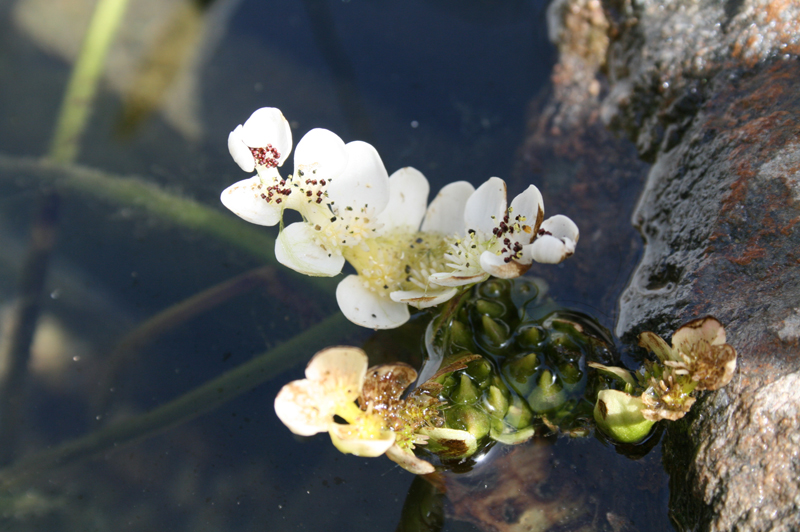 IMG_0488-Aponogeton-distachos-flor.jpg