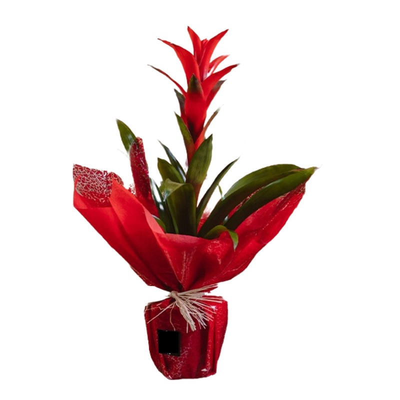 Guzmania Para Regalo