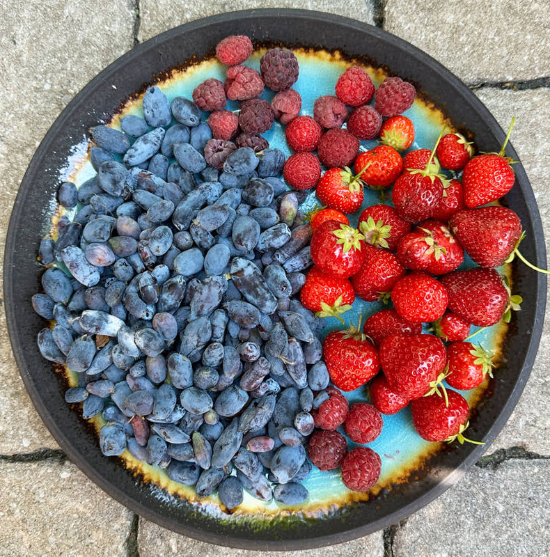 berries-6.jpg