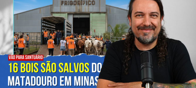 A curiosa história dos 16 bois salvos da porta do matadouro em Minas Gerais