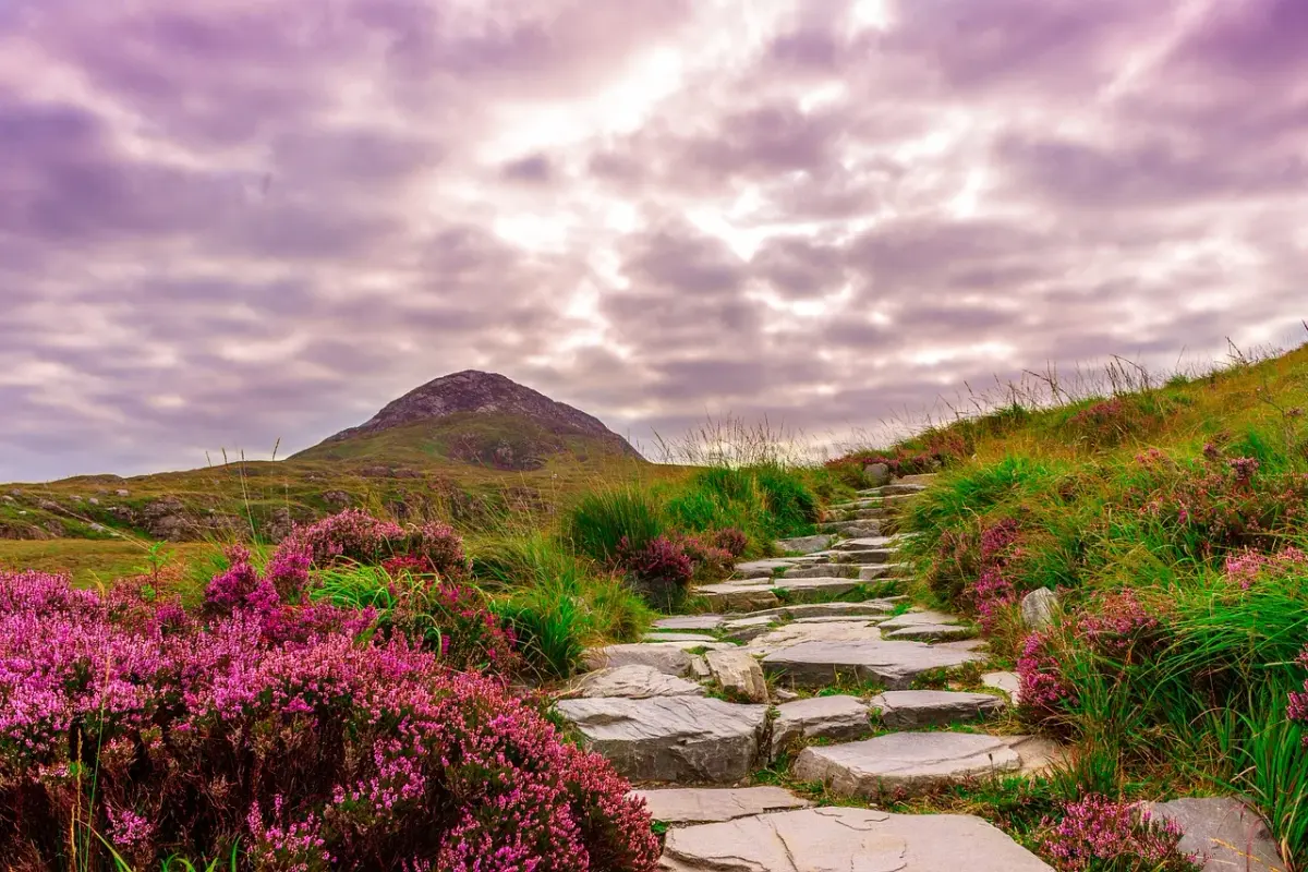 magenta-ireland-1971997-1280.webp