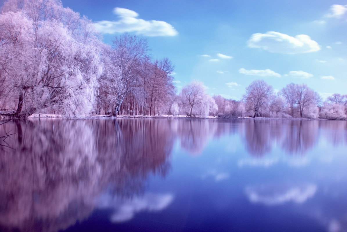 pink-trees-lake.jpg