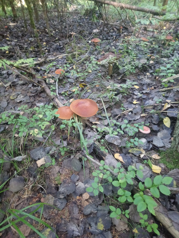 саркосцифа австрийская. вороночник рожковидный.
