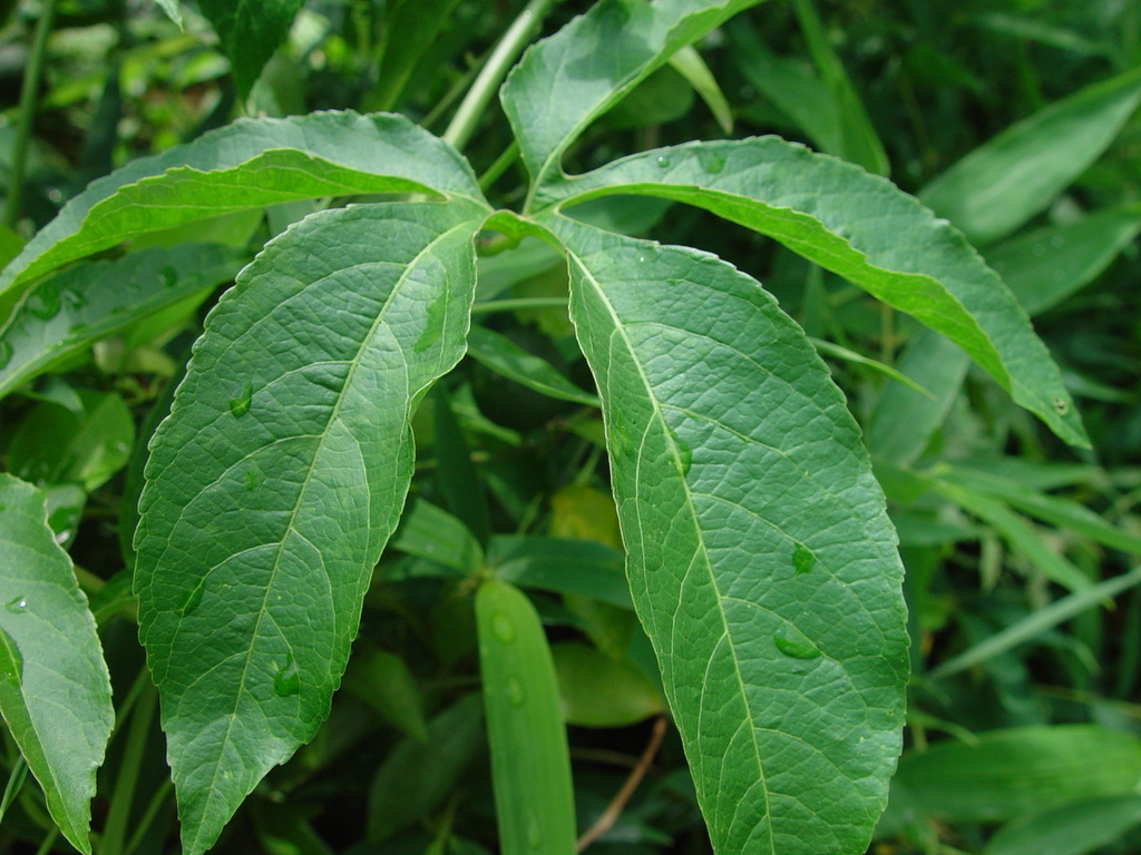 Incarnata leaf