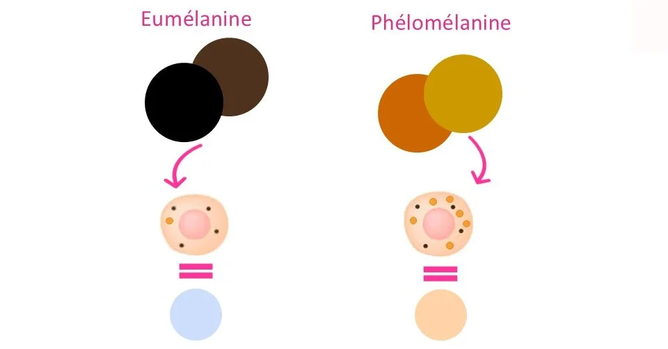 Eumélanine est noir et donne un teint froid vs la Phélomélanine est jaune et donne un teint chaud