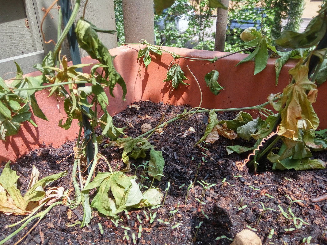 IMG_20180529_133809_HDR