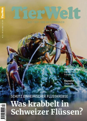 Cover: TierWelt Magazin No 13 2023