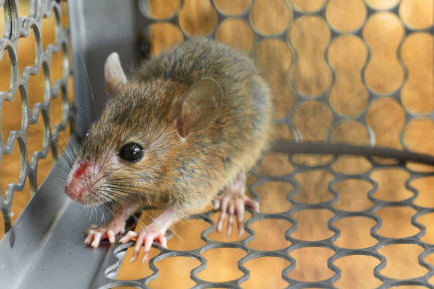 rodent-control-1.jpg
