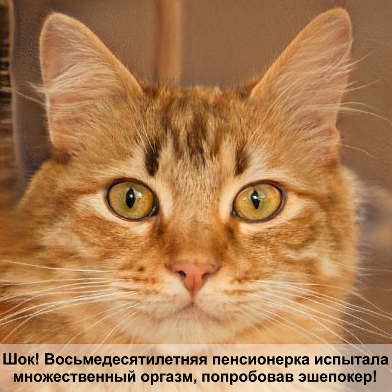 дом для кошки