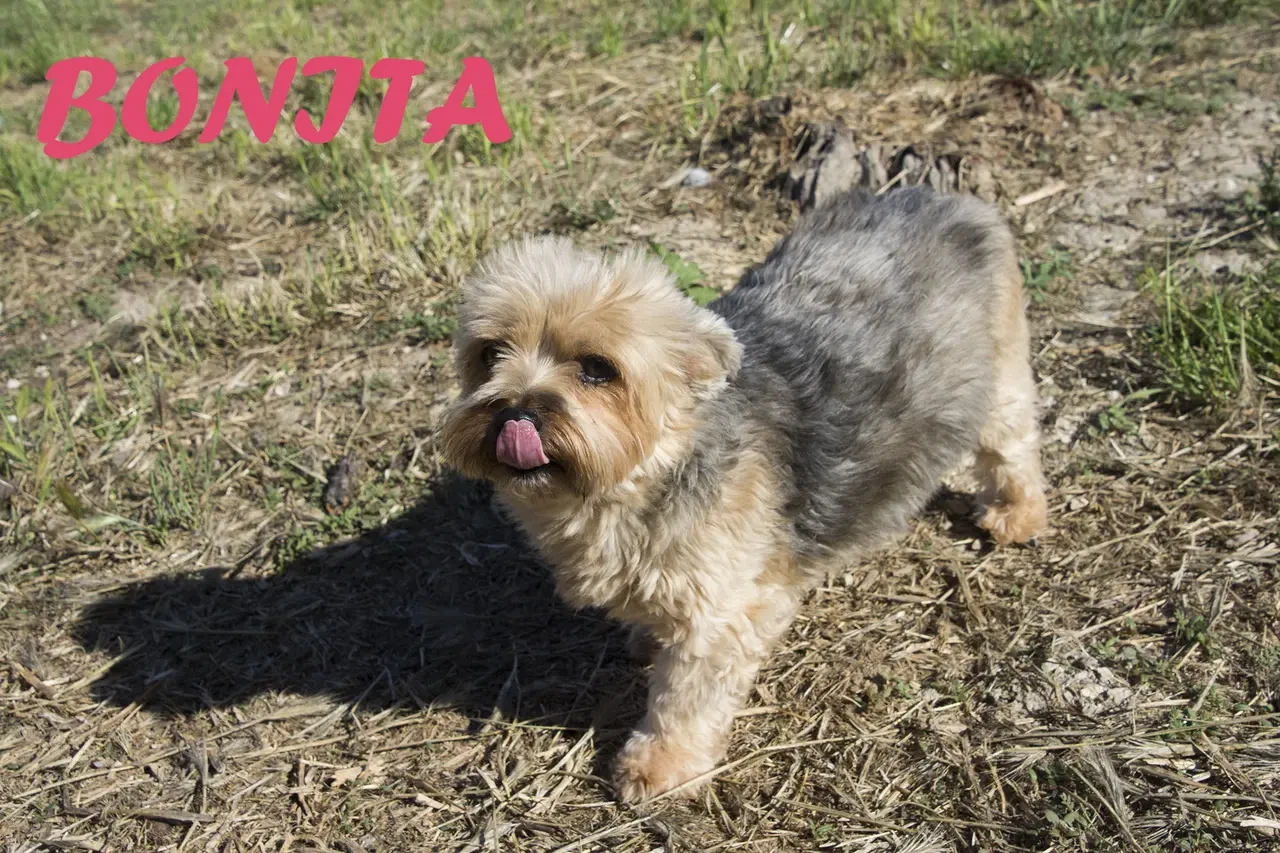 Bonita