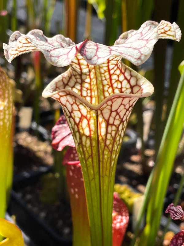 711C262F-5B40-464A-AC37-B91AD25249EA