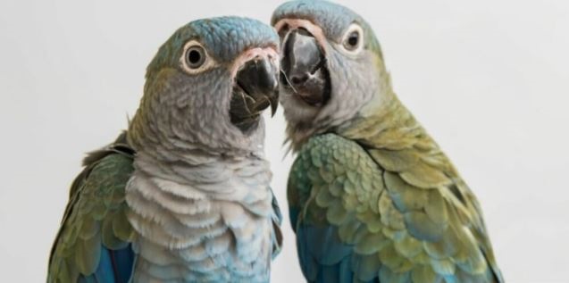 Quaker Parrots  Colors Mutation