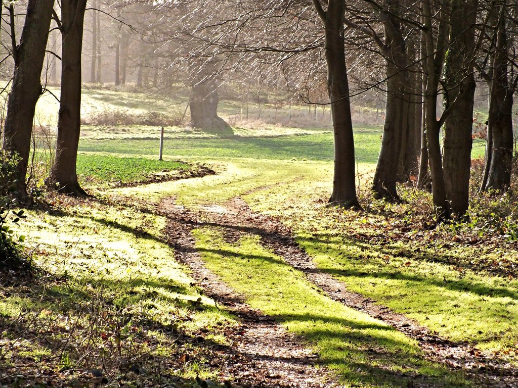 feb-woodland-walk-HD.jpg