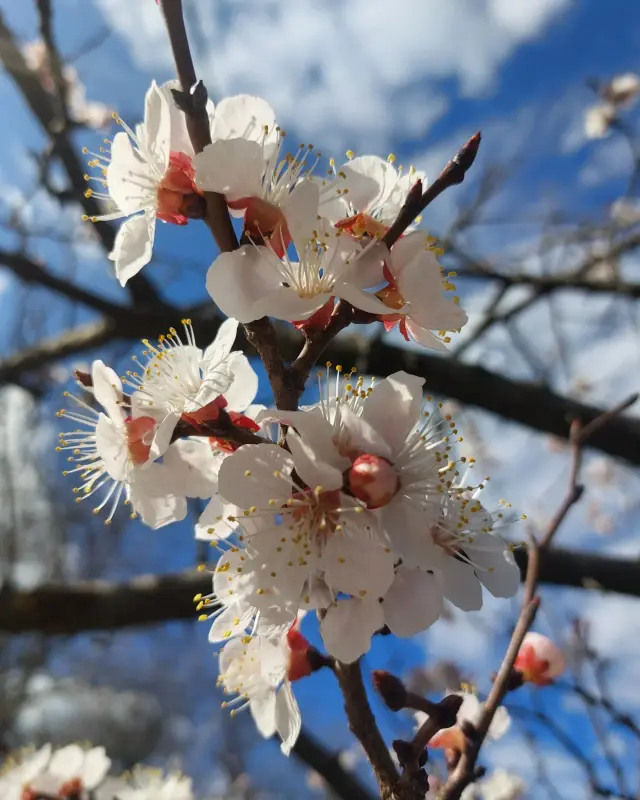 IMG_20240325_174114_331