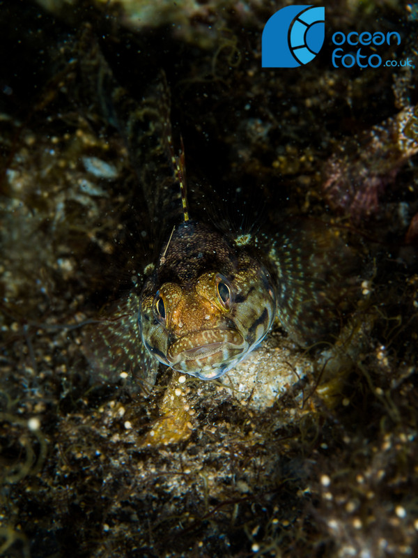 Xhatt L'Ahmar madiera scorpion fish and baby octopus-7161157