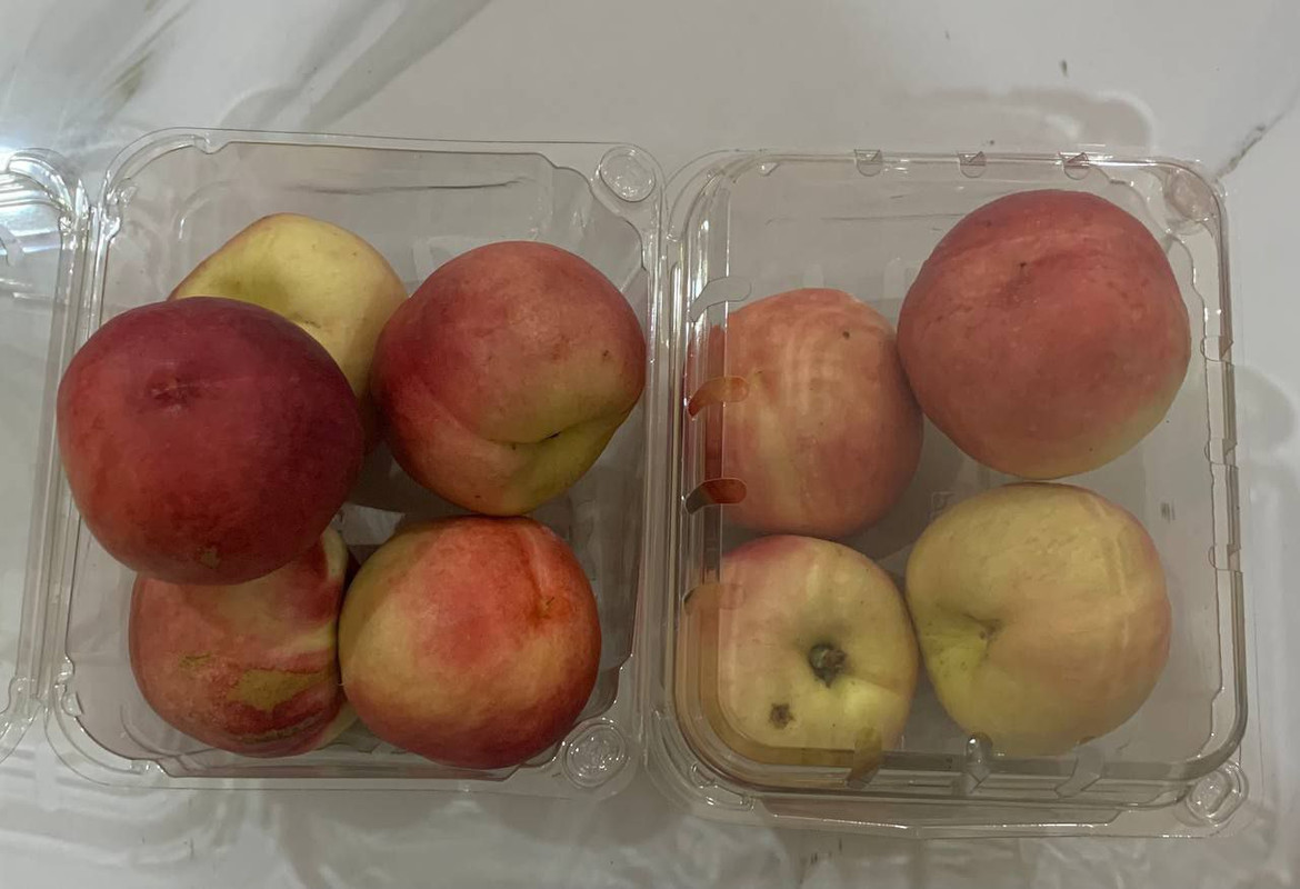 ផ្លែបិះ