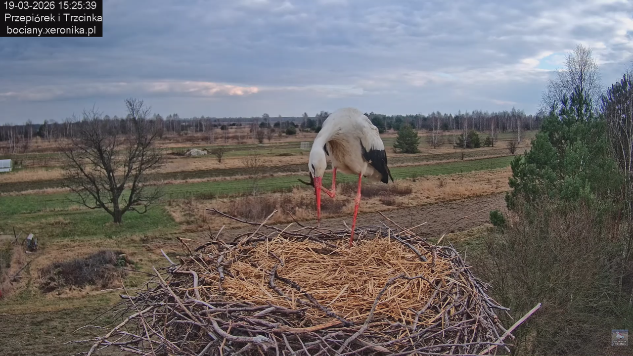 19032026 Powrót Przepiórka 12