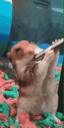 thirsty-hamster.gif