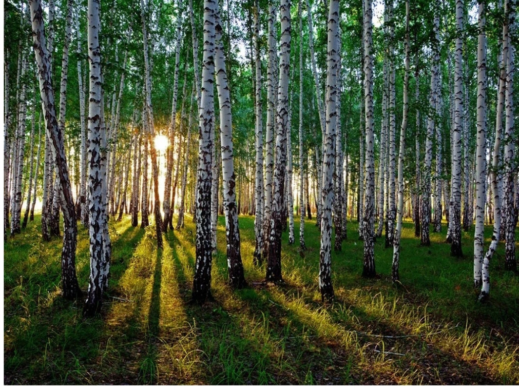 Березовая роща горно алтайск. Канал березовая роща. Канал березовая роща. Киров березовая роща солнечный берег. Березовая роща пермь.