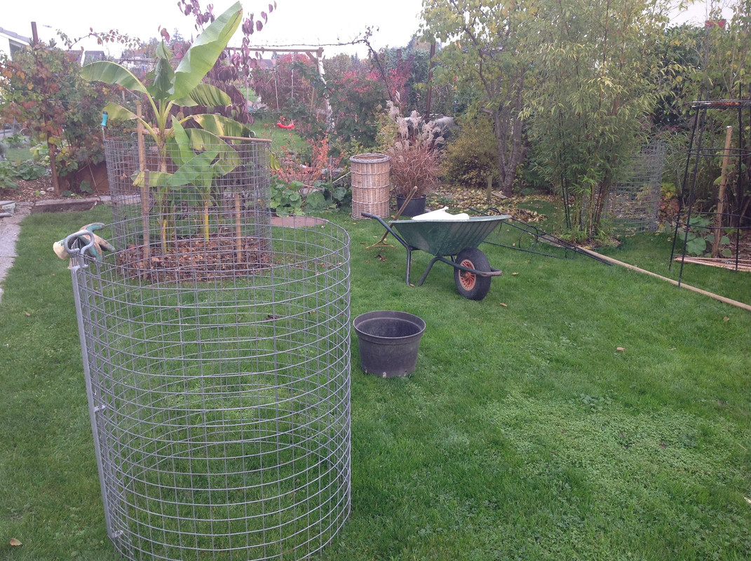 Komposter zügeln Fargesia setzen 24. 25.10 (6)