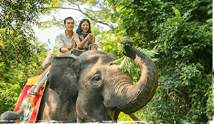 Elephant Safari Trail, sepcial experience di Taman Safari Bogor.