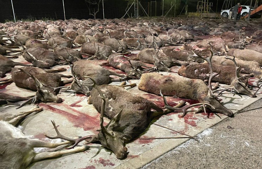 Cazadores masacran a cientos de animales cercados, provocando indignación