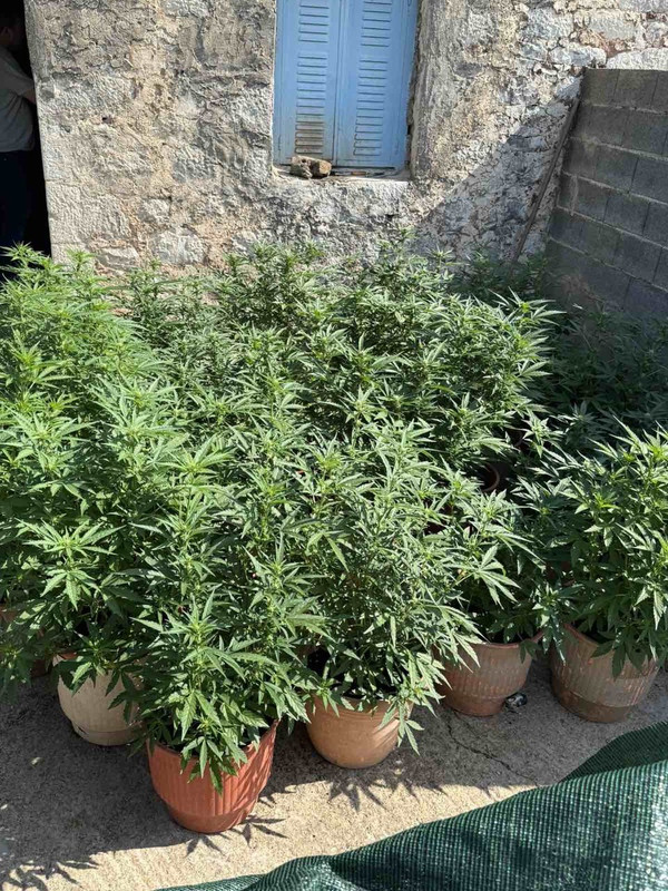 22.6.2025-lakonia-narkwtika-opla-syllipsi (3)