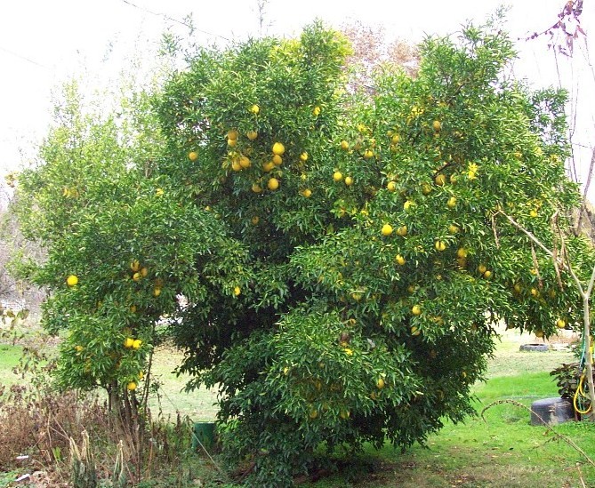 NCcitrumelo1