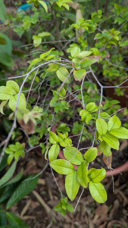 PXL_20250402_142906167