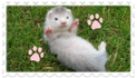 ferret1