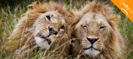 Capturing the Wild: Safari Photography