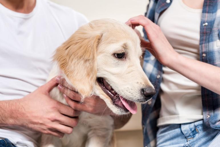 Signs Your Dog Needs To Be Neutered