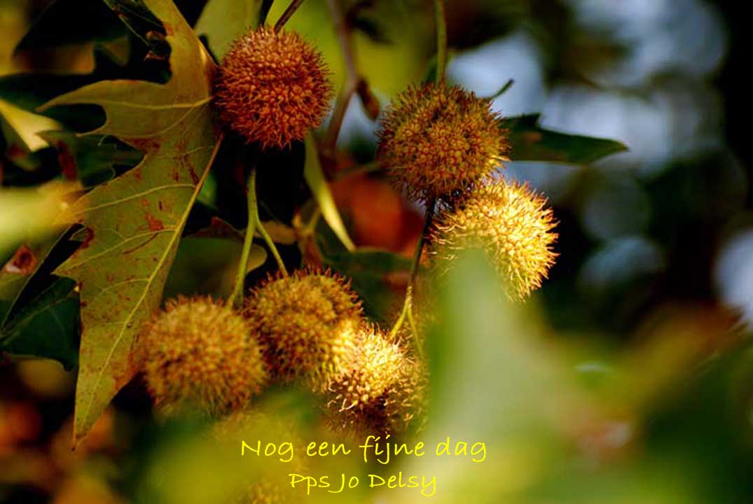 Welkom op blog Jodelsy