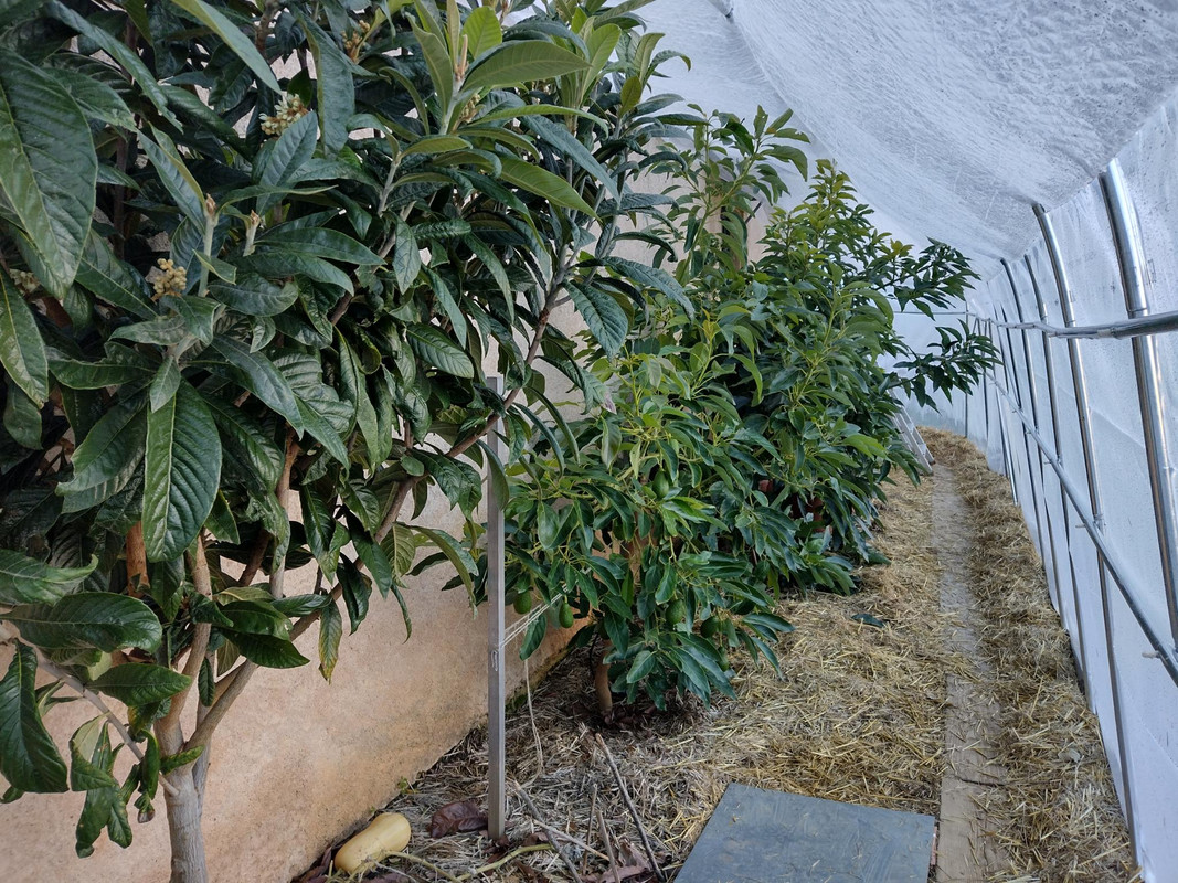 Néflier du Japon et les deux avocatiers dans la serre 03-12-2023 (2)