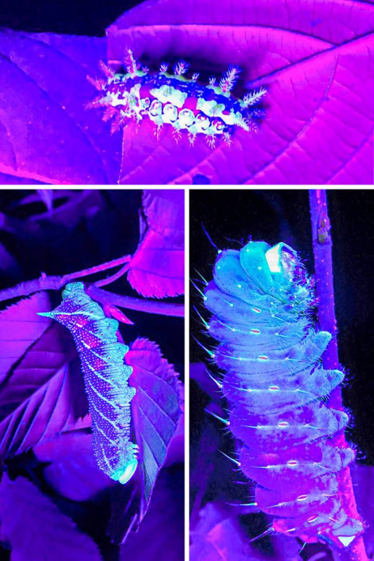 Ultraviolet-16