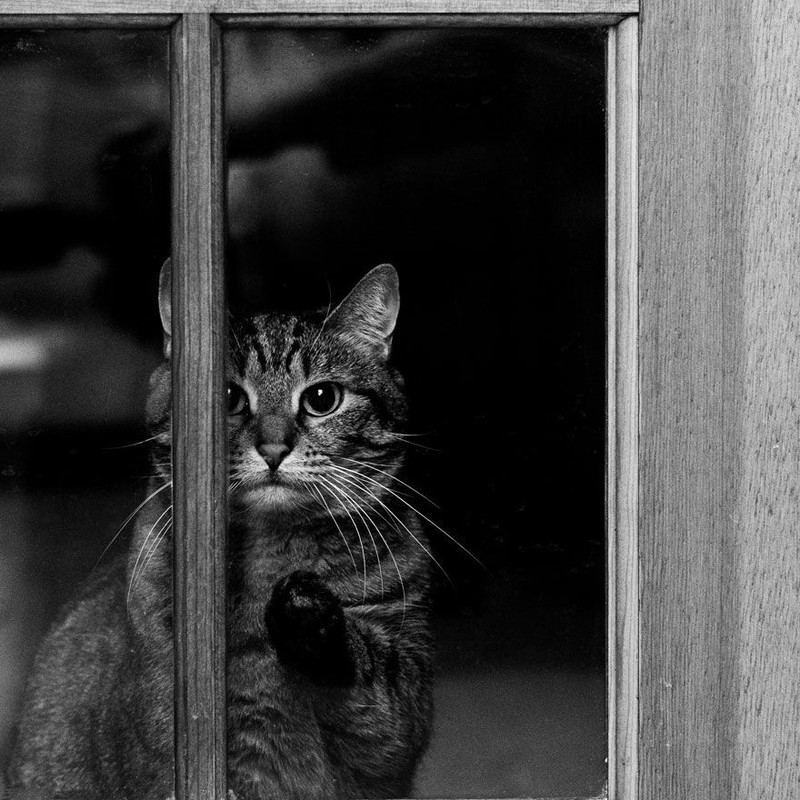 La-misteriosa-vita-dei-gatti-catturata-dalla-fotografia-in-bianco-e-nero