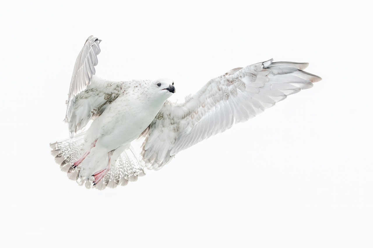 Pontische meeuw, Noordzee boven Ameland