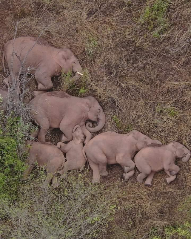 Familia-de-elefantes-dormidos-fotografiada-por-un-dron.png