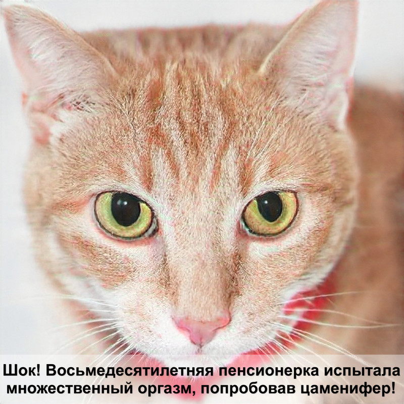 абиссинская кошка лысая