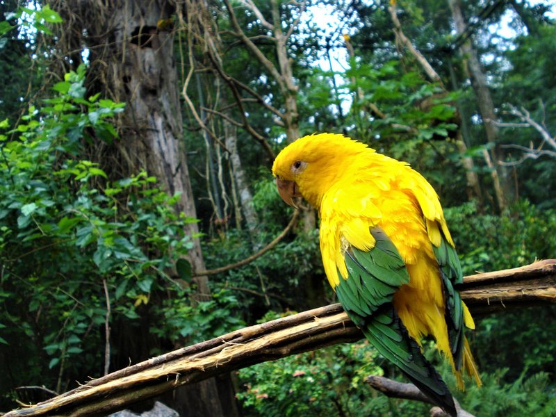 Parque de las Aves-25-2-2010 - Brasil y sus pueblos-2010 (48)
