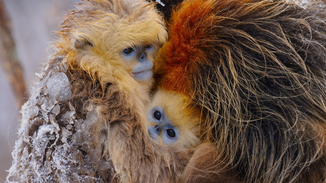 Born in China (2016) (1080p BluRay x265 Silence)-7