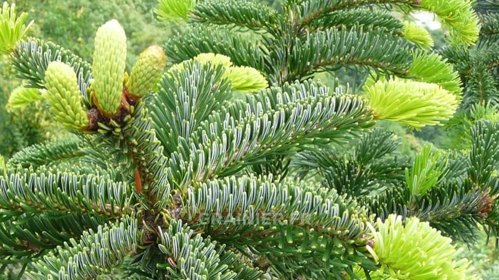 Зимостойкость и требования к условиям