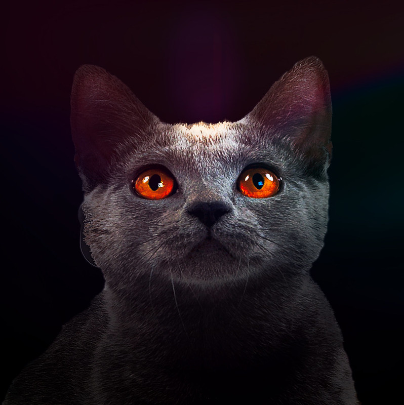 orange-eyes-cat.jpg