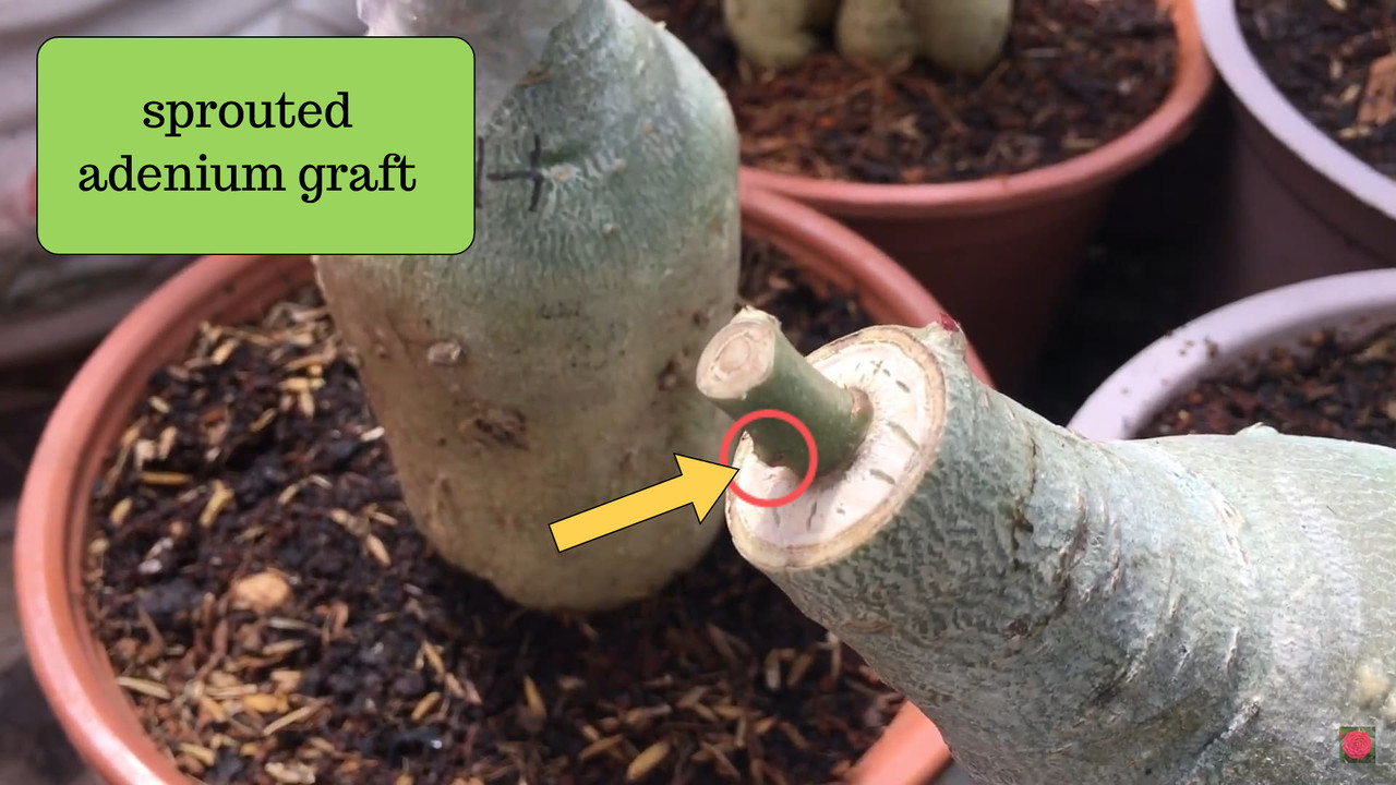 sprouted-adenium-graft.jpg