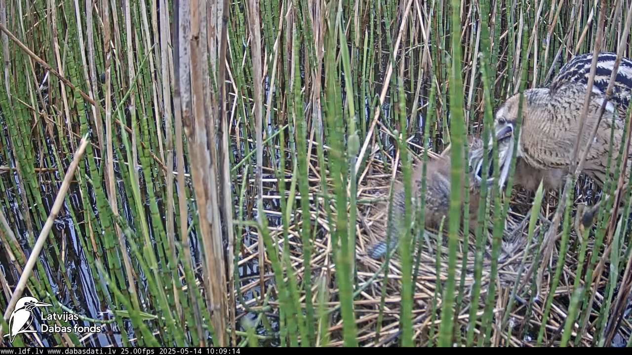 LDF Lielais dumpis (Botaurus stellaris) Zemītes pagastā 12-29-46 screenshot