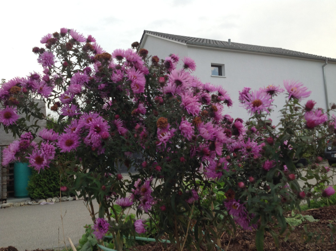 Kompostmiete Aus Drei mach Eins 2.Okt. 2015 (27)