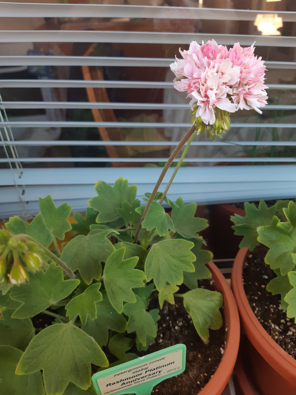 20190519_064752